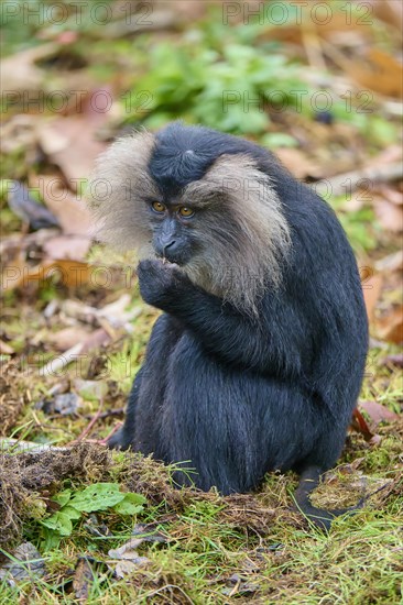 Lion-tailed macaque