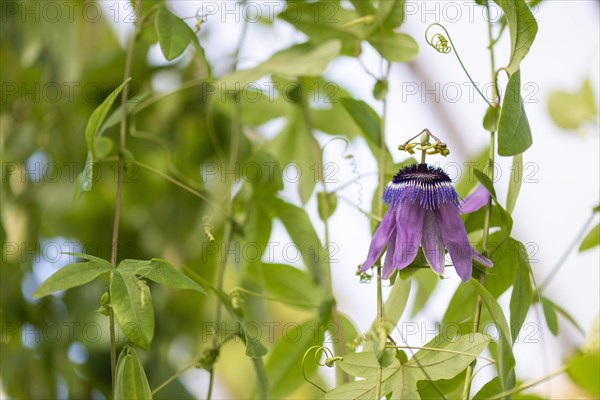 Passion-flower