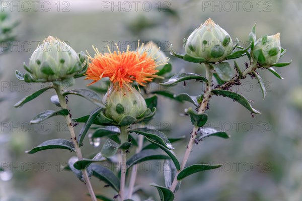 Flowering carthamus plant used for oil production