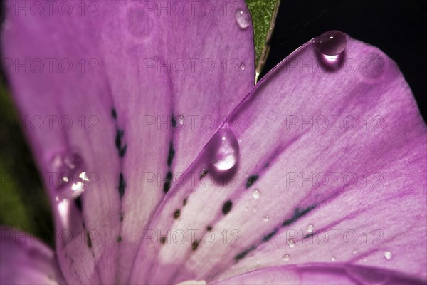 Water droplets on a common corncockle