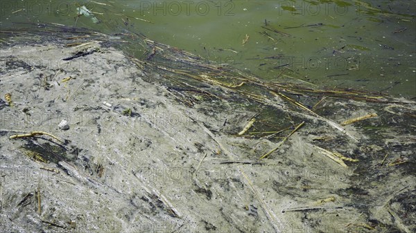 In Black Sea Blue-green algae blooms