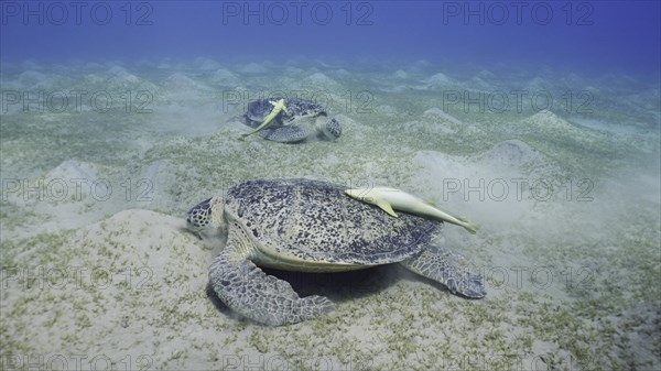 Two Sea turtles graze on the seabed eating green algae. Two Great Green Sea Turtle