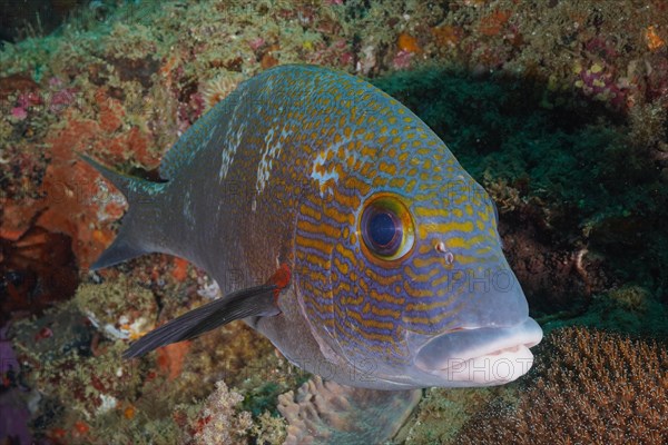 Portrait of orange spotted sweetlips