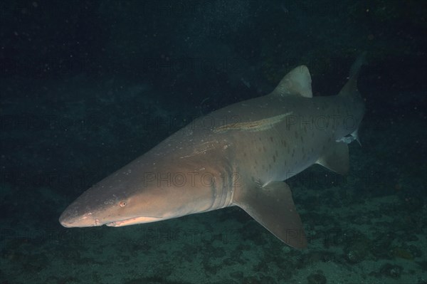 Sand tiger shark