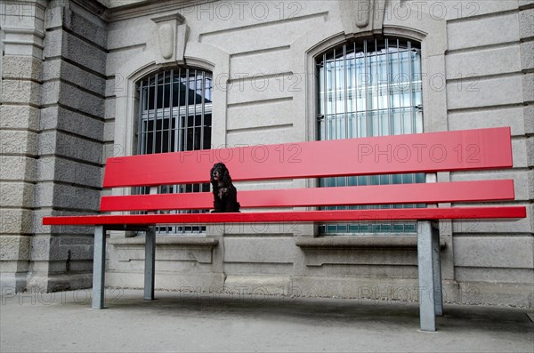 Cocker Spaniel Dog Sitting on a Big Red Bench