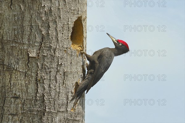 Black Woodpecker