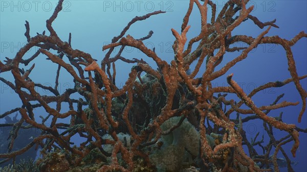 Coral reef covereg with bright Red Sponges. Toxic Finger-Sponge