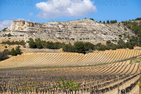 Wine landscape in the Ribera del Duero appellation of origin area in the province of Valladolid in Spain