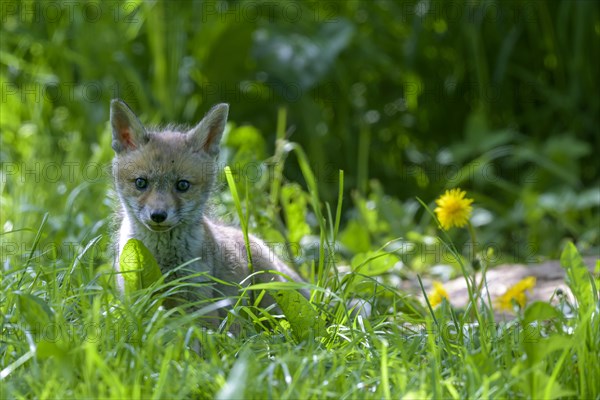 Young fox