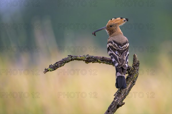 Hoopoe