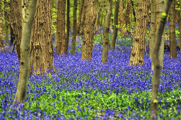 Common bluebell