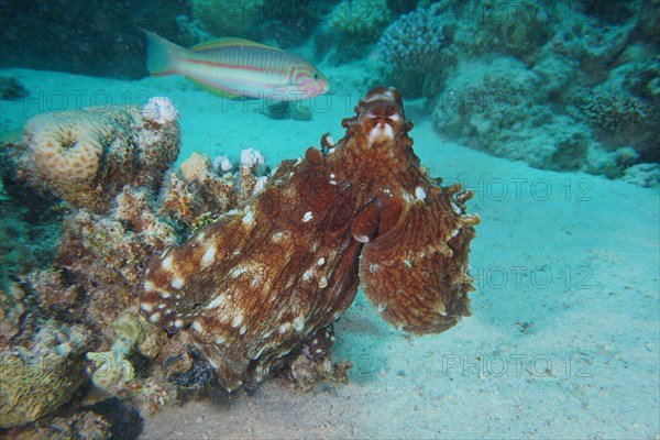 Great Blue Octopus