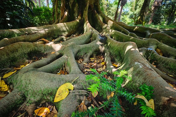 Exotic tree Australian banyan