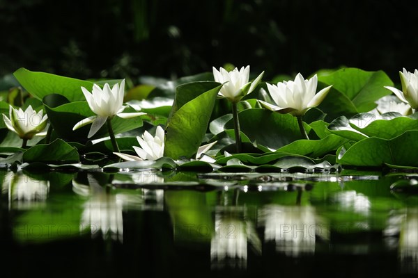 Picturesque white water lilies