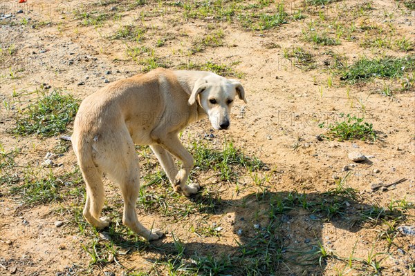 Homeless stray dogis in the street as lonely concept