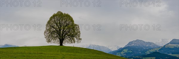 Peace lime tree