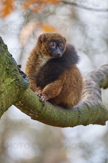 Red-bellied lemur