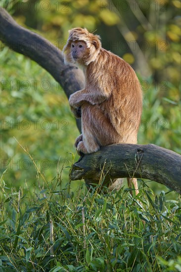 Javan lutung