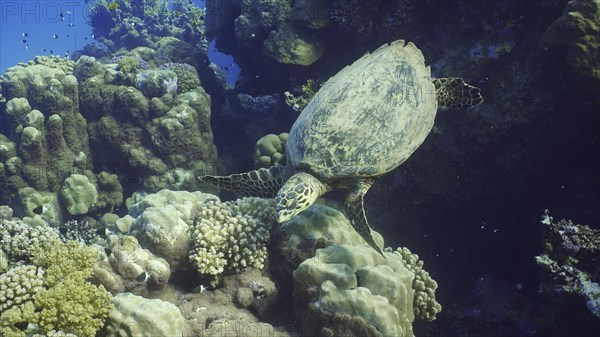 Top view of Hawksbill Sea Turtle