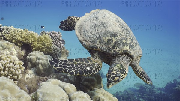 Top view of Hawksbill Sea Turtle