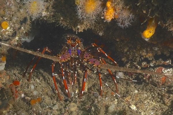 Long-legged spiny crayfish