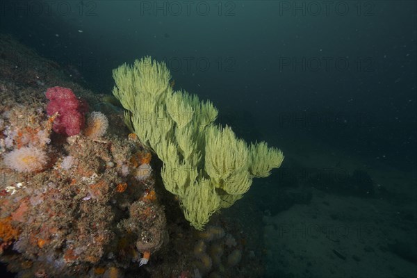 Green shrub gorgonian