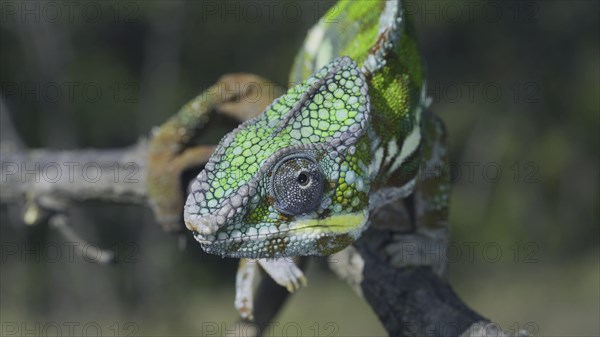 Portrait of Bright Panther chameleon