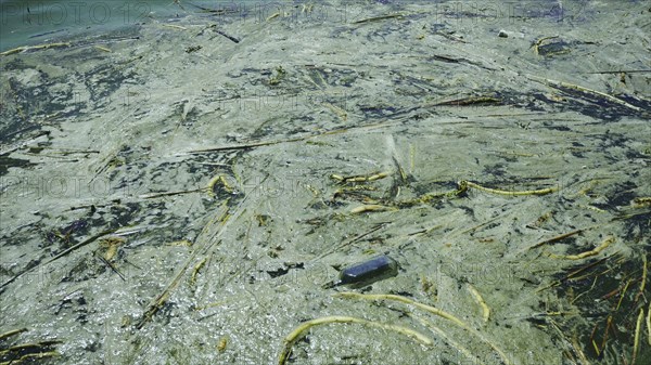 In Black Sea Blue-green algae blooms