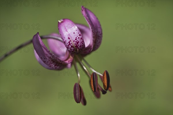 Martagon lily