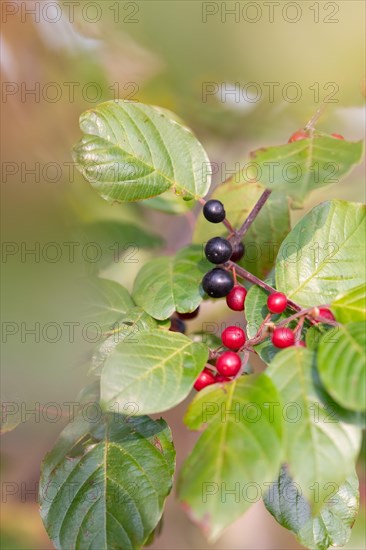 Alder buckthorn