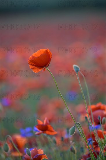 Poppy flowers