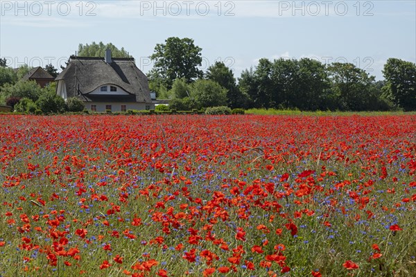 Poppy flowers