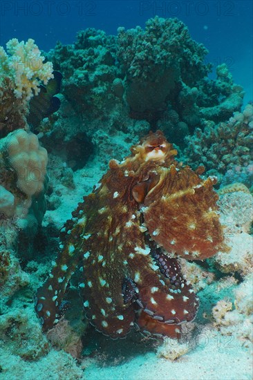 Great Blue Octopus