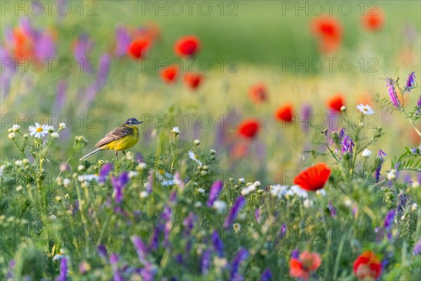 Western yellow wagtail