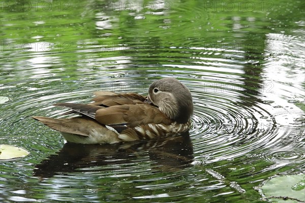 Young mandarin duck