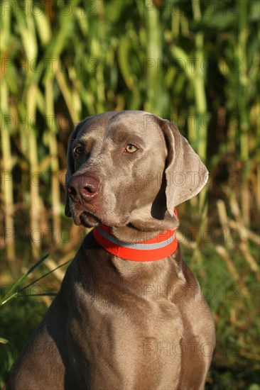 Hunting dog shorthaired Weimaraner in portrait