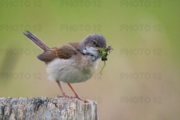 Common whitethroat