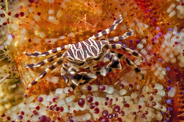 Zebra crab