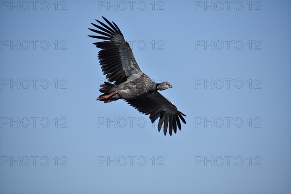 A southern screamer