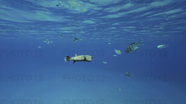 Porcupinefish swim in blue Ocean in sunlight. Ajargo