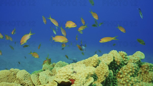 School of Sea Goldie or Lyretail Anthias