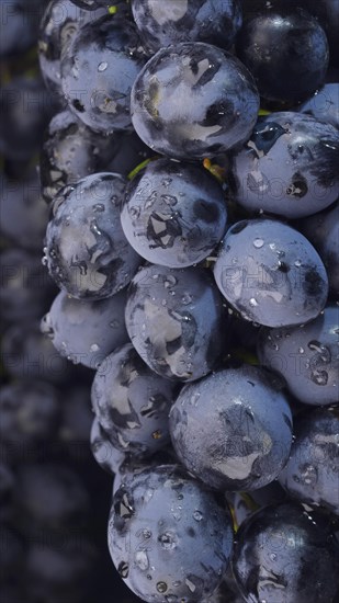 Bunch of ripe juicy grapes with drops of water