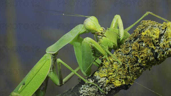 Large female green praying mantis greedily eating green grasshopper sitting on tree branch covered with lichen. Transcaucasian tree mantis