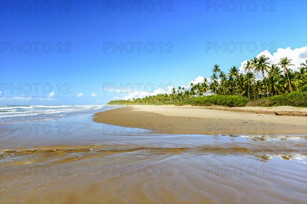Sargi beach surrounded by coconut trees and completely deserted on a summer morning in Serra Grande on the coast of Bahia
