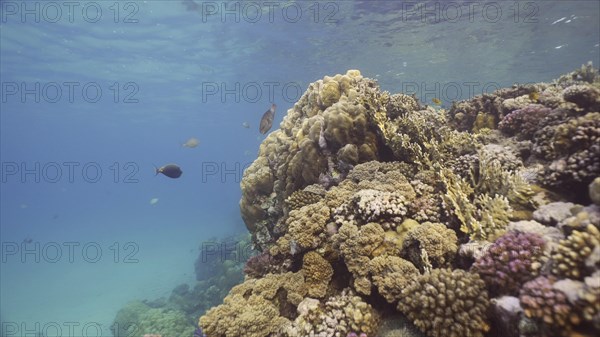 Colorful coral reef with tropical fish on a bright sunny day