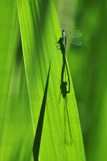 Dragonfly wheel