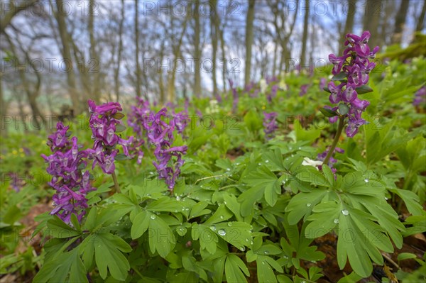 Hollow larkspur