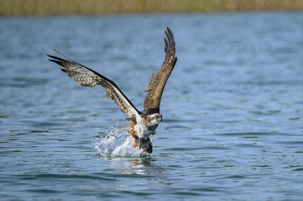 Western osprey