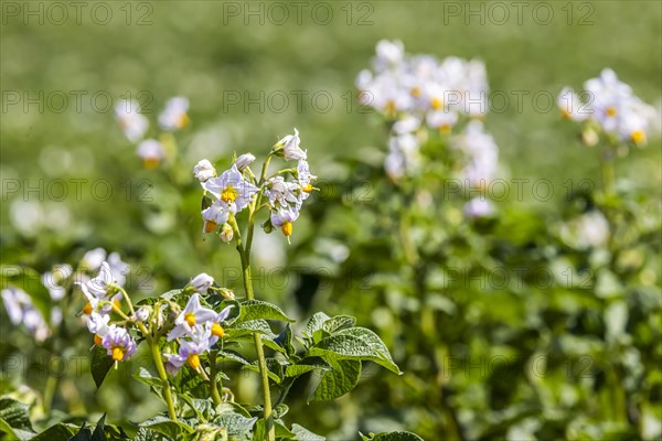 Dryness in the fields is causing problems for farmers and vegetable growers. Vegetable cultivation on the Filder fields