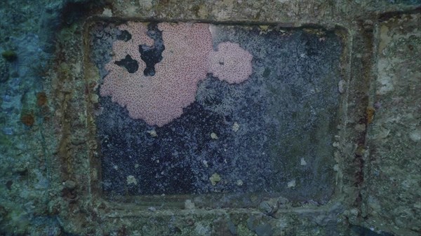 Sea animals growing on window glass of cabin of ferry Salem Express shipwreck